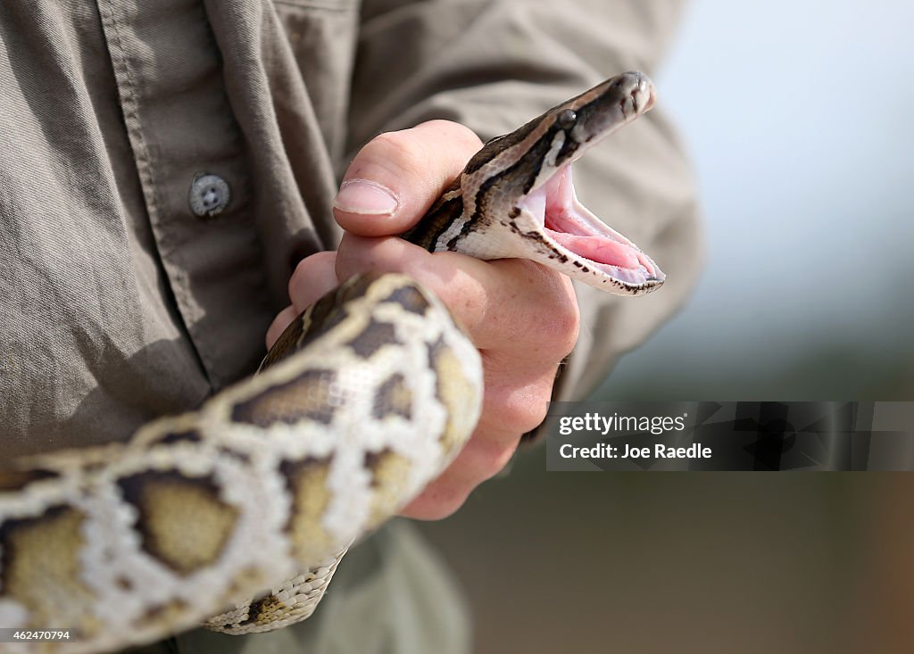 Wild African Python Edward Mercer, a Florida Fish and Wildlife Conservation Commission ...