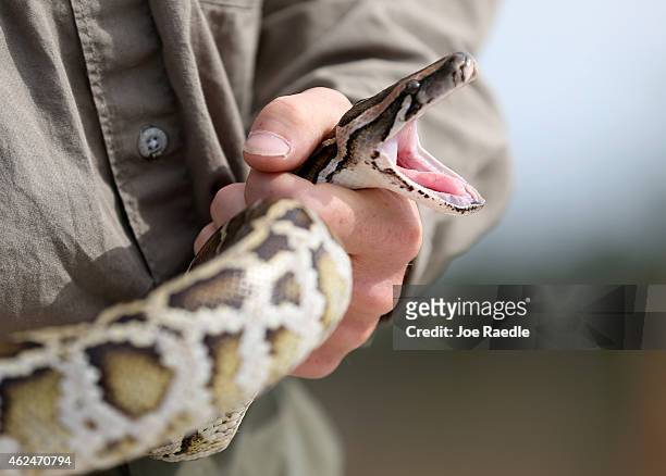Edward Mercer, a Florida Fish and Wildlife Conservation Commission non-native Wildlife Technician, holds a Burmese Python during a press conference...