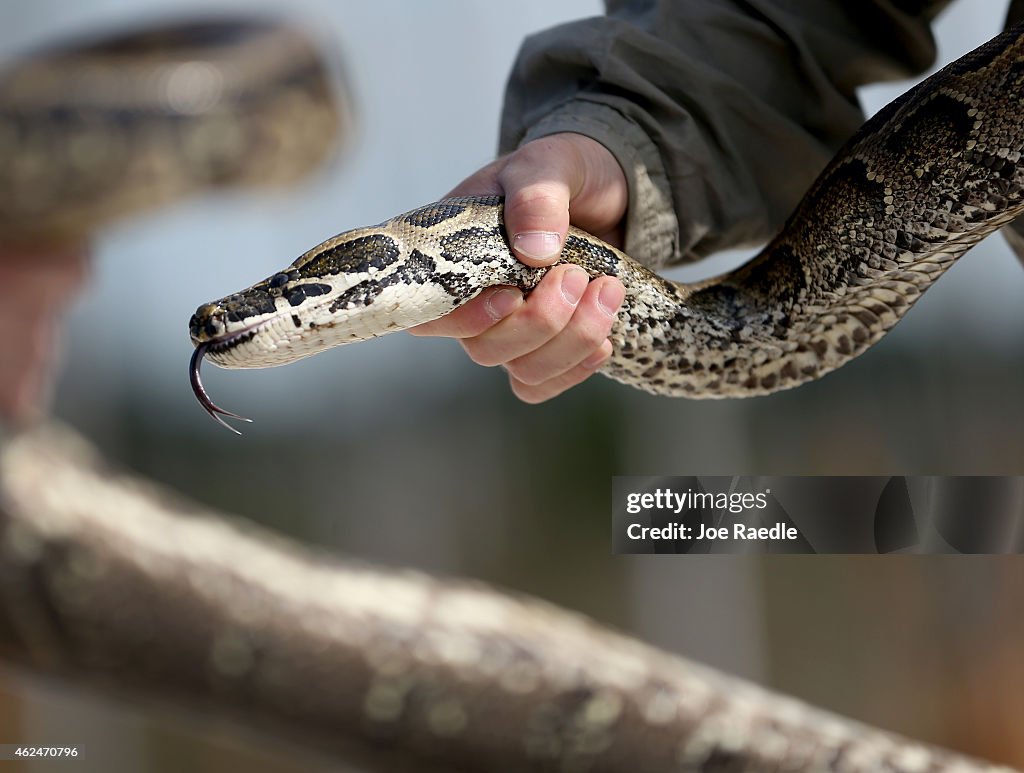 Wild African Python Edward Mercer, a Florida Fish and Wildlife Conservation Commission ...