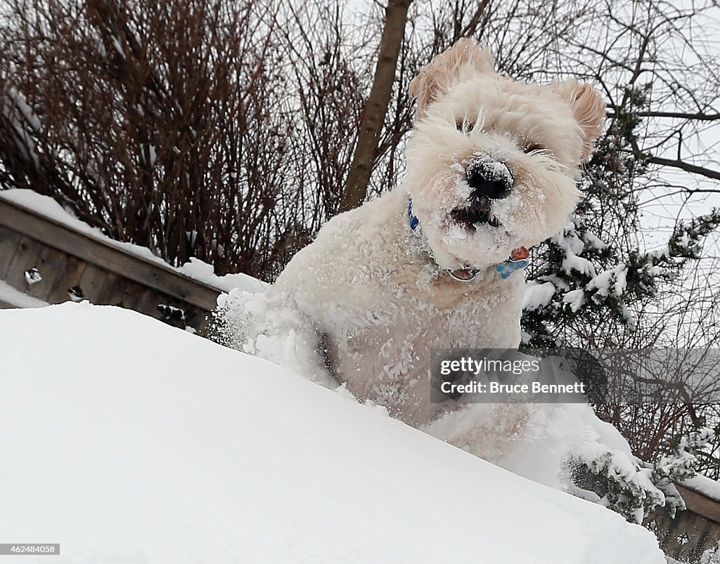 Dogs Frolic In The Snow