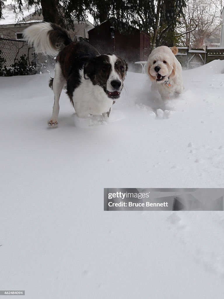 Dogs Frolic In The Snow