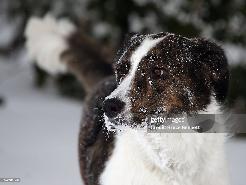 Dogs Frolic In The Snow