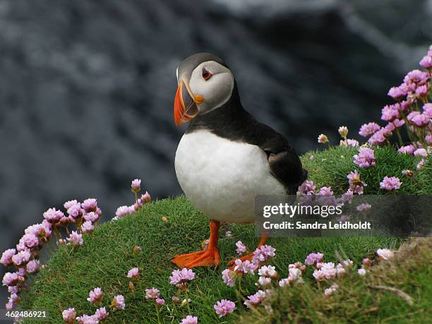 atlantic puffin in the shetland islands - atlantic puffin fratercula arctica stockfoto's en -beelden