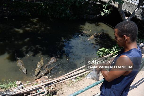 Resident of the Tereirao shantytown in Recredo dos Bandeirantes, western Rio de Janeiro, Brazil, throws fish at several broad-snouted caimans...