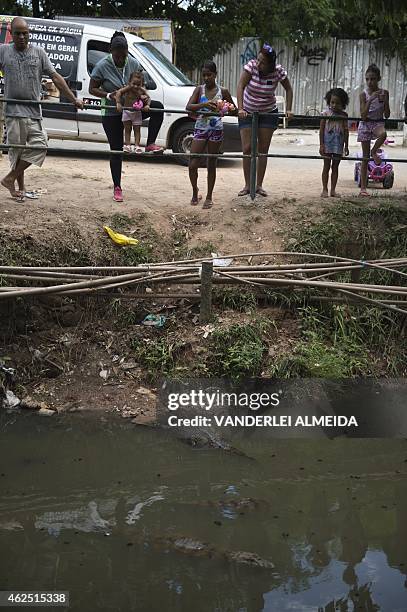 Residents of the Tereirao shantytown in Recredo dos Bandeirantes, western Rio de Janeiro, Brazil, watch several broad-snouted caimans swimming in a...