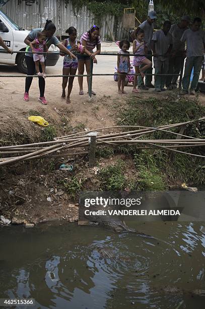 Residents of the Tereirao shantytown in Recredo dos Bandeirantes, western Rio de Janeiro, Brazil, watch several broad-snouted caimans swimming in a...