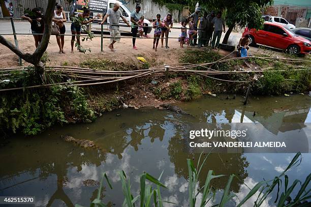 Residents of the Tereirao shantytown in Recredo dos Bandeirantes, western Rio de Janeiro, Brazil, watch several broad-snouted caimans swimming in a...