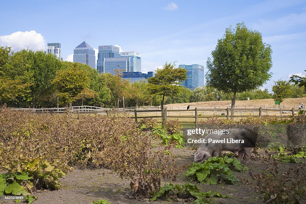 City farm in London Docklands with the view on Canary Wharf...