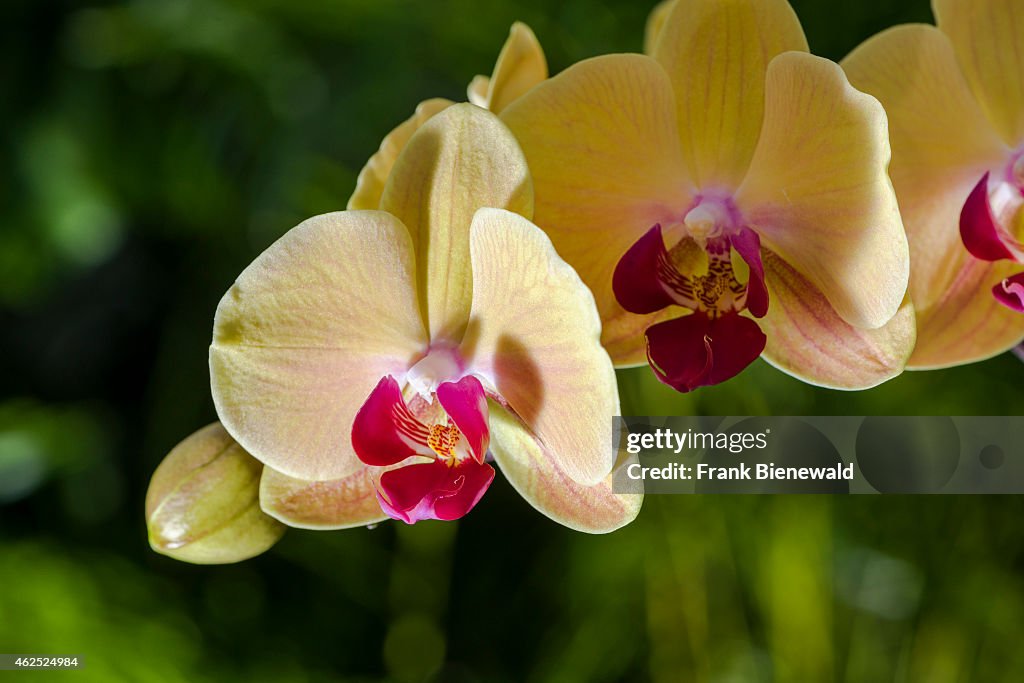 Yellow and purple blossoms of an Orchid (lat. Phalaenopsis)...