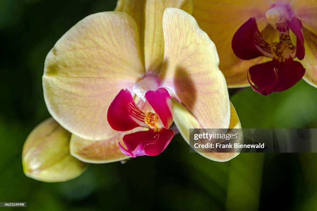 A close up of a yellow and purple blossom of an Orchid (lat...