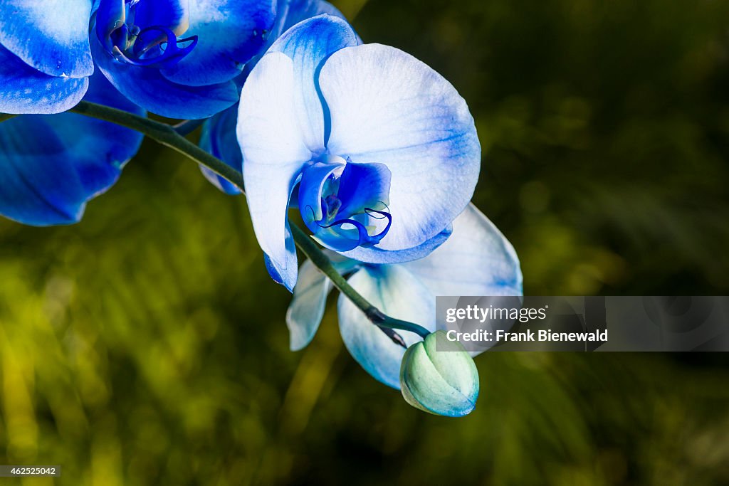 A white and blue blossom of an Orchid (lat. Phalaenopsis) is...