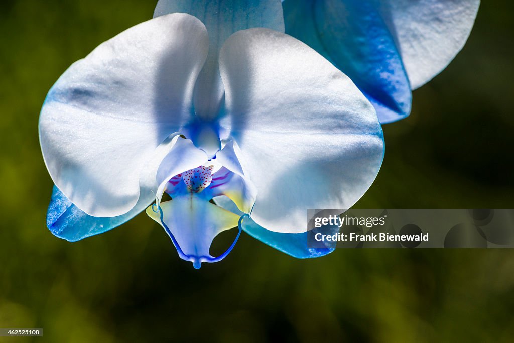 A close up of a white and blue blossom of an Orchid (lat.