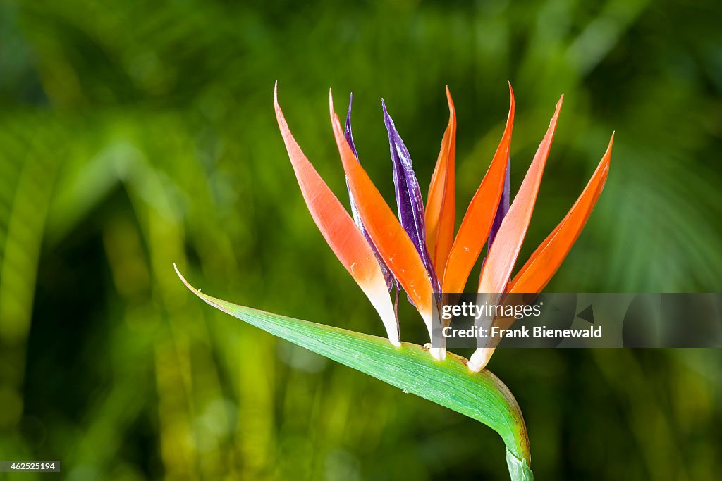 An orange and purple blossom of a Crane Flower (lat.