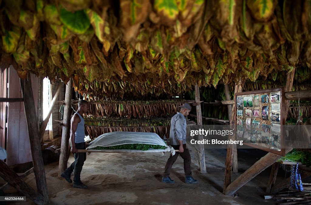 Harvesting Operations At The Alejandro Robaina Tobacco Plantation