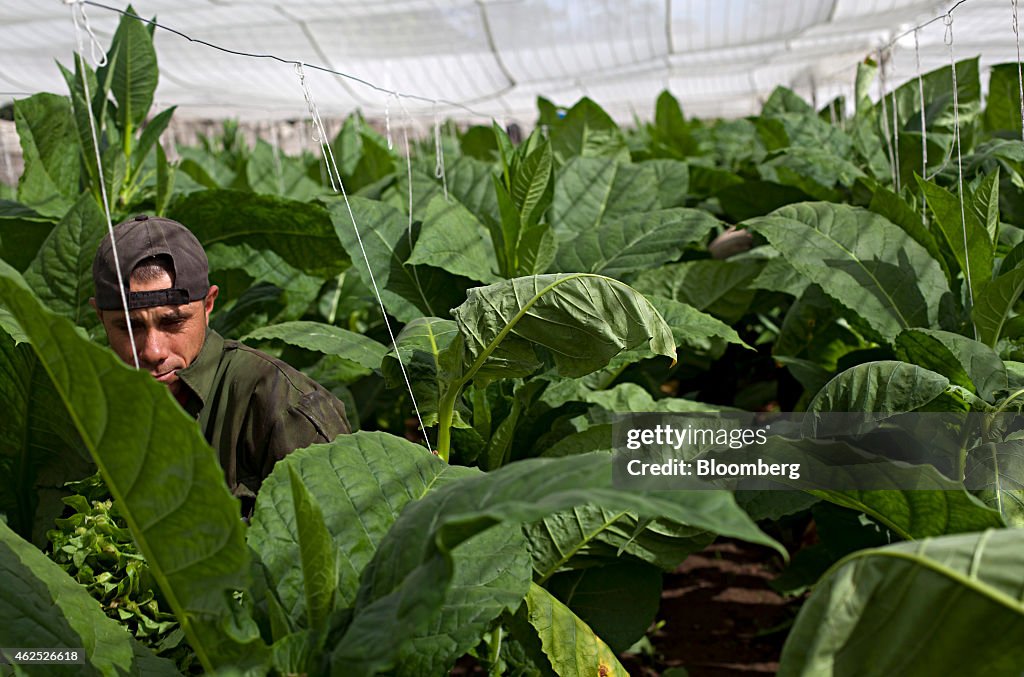 Harvesting Operations At The Alejandro Robaina Tobacco Plantation