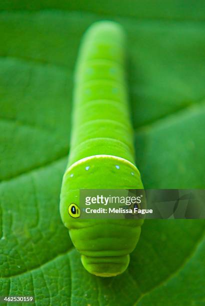 hidden caterpillar - spice swallowtail butterfly stock pictures, royalty-free photos & images