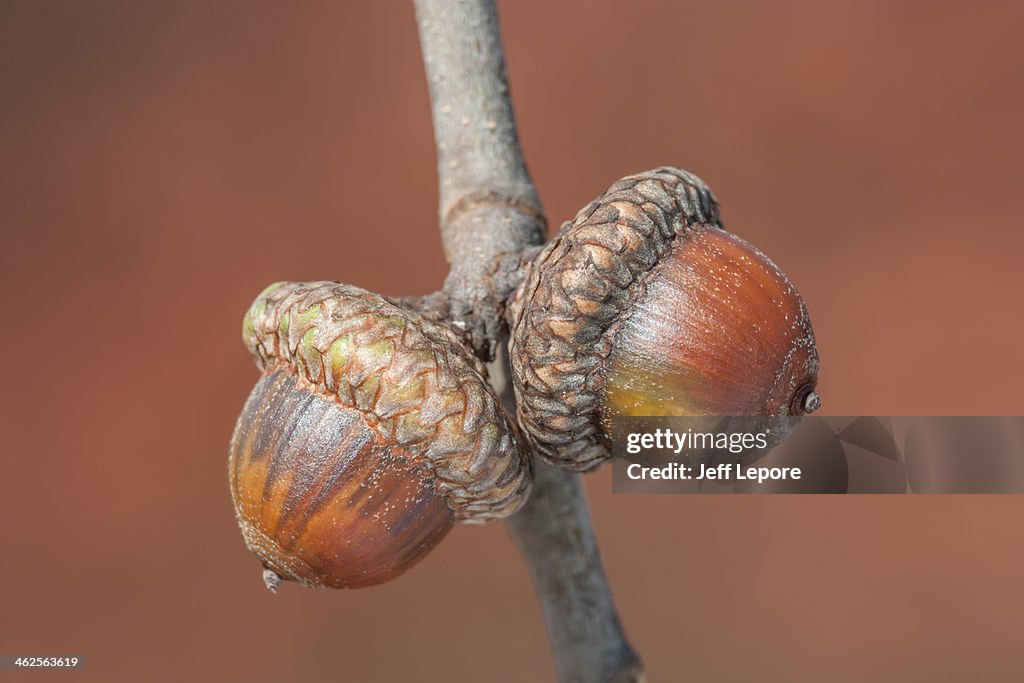 Scrub oak acorns