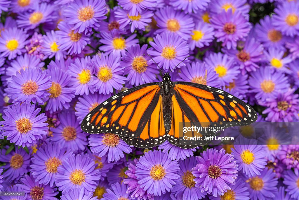 Monarch butterfly on aster flowers