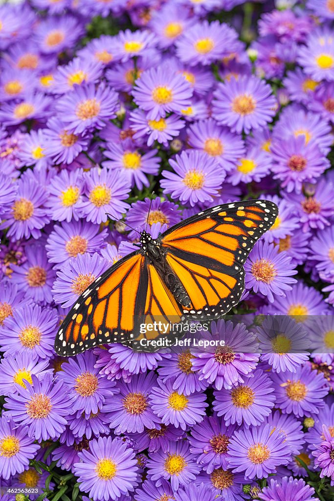 Monarch butterfly on aster flowers