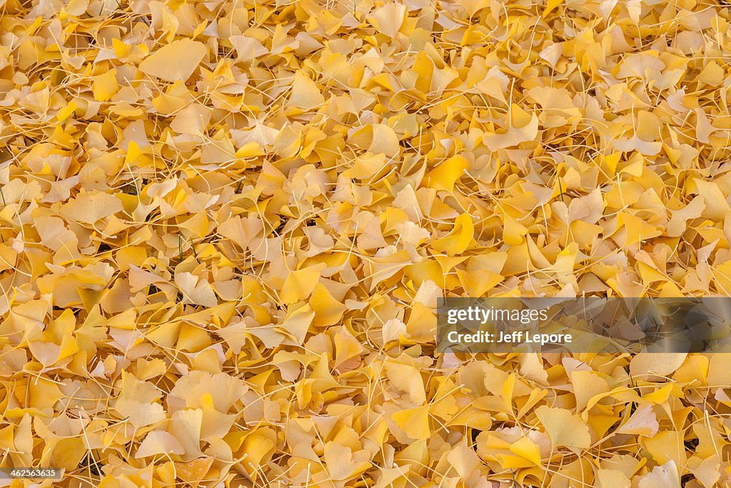 Fallen gnkgo leaves in autumn.