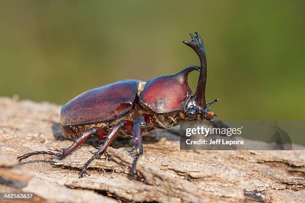 japanese rhinoceros beetle - allomyrina dichotoma stockfoto's en -beelden