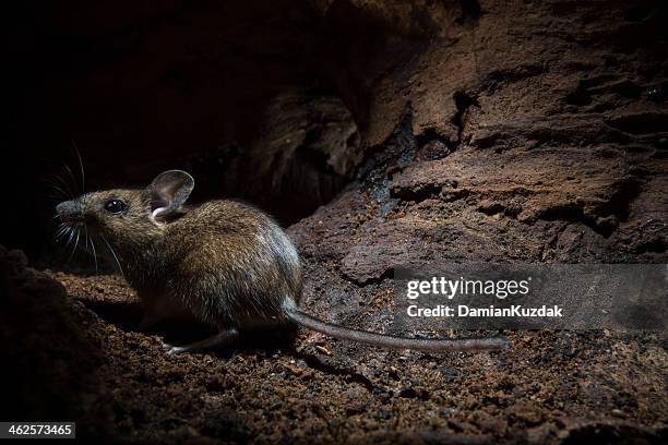 ratón de campo (apodemus sylvaticus) - field mouse fotografías e imágenes de stock
