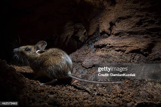 wood mouse (apodemus sylvaticus) - ondergrond stockfoto's en -beelden