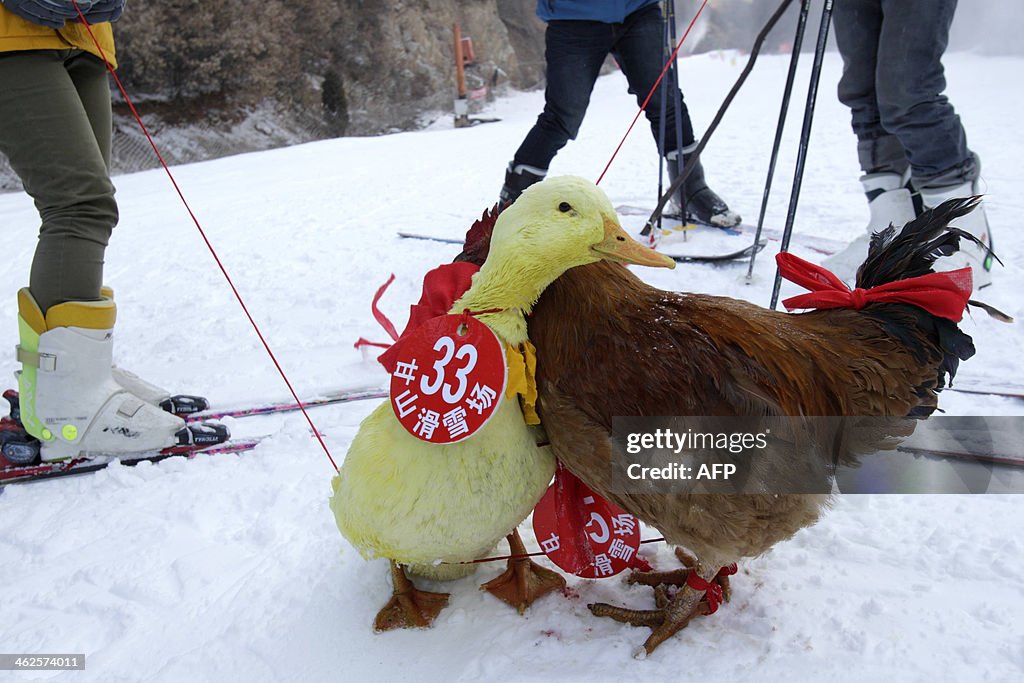 CHINA-ANIMAL-SKI-OFFBEAT