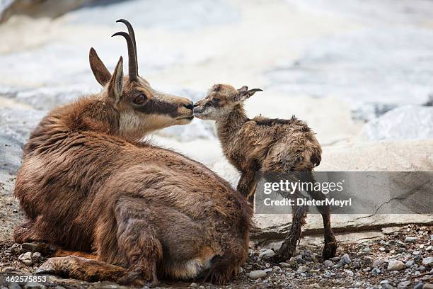 o primeiro beijo olhando para recém-nascidos chamois (rupicapra carpatica) - camurça - fotografias e filmes do acervo