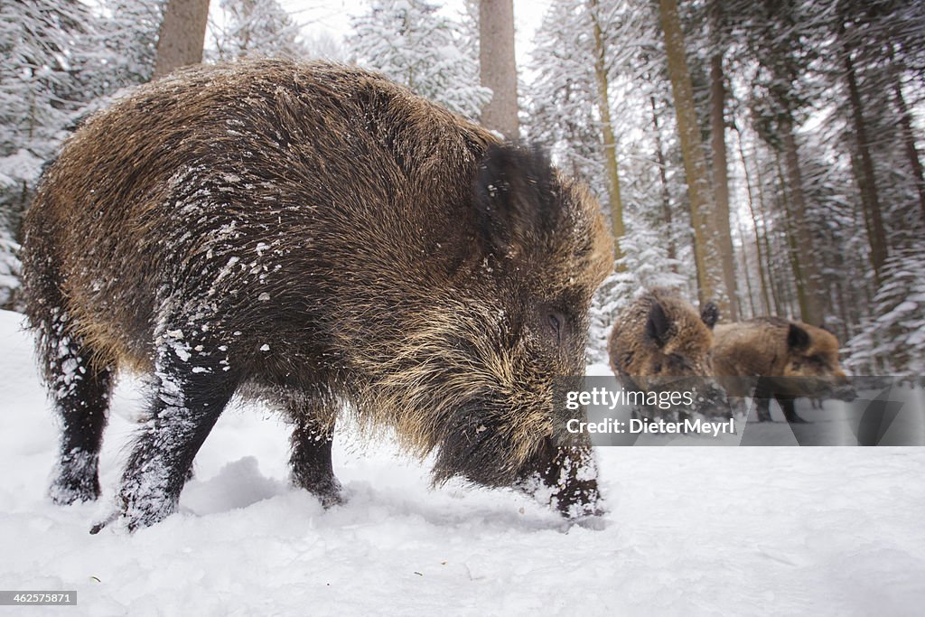 Wild boar in a row