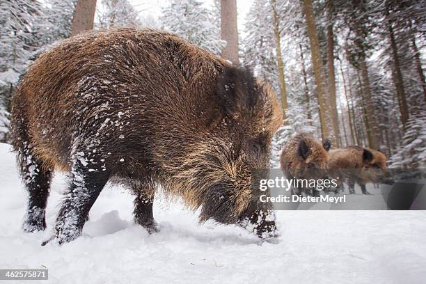 wild boar in a row - boar tusk stock pictures, royalty-free photos & images