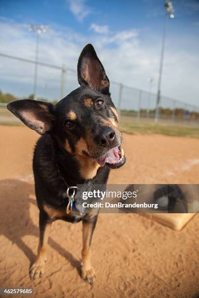 tyson plays ball - kelpies stock pictures, royalty-free photos & images