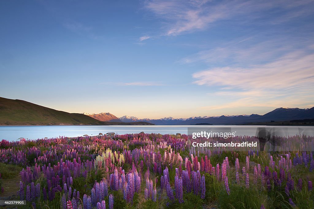 Tremoços do Lago Tekapo