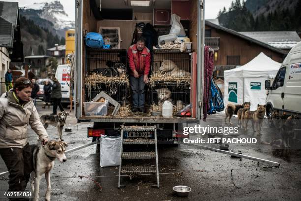 Musher and a handler take care of their dogs before the start of a stage of the Grande Odyssee sledding race across the Alps on January 13, 2014 in...