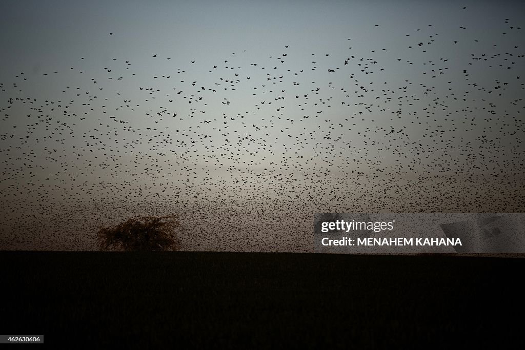 ISRAEL-BIRDS-STARLINGS