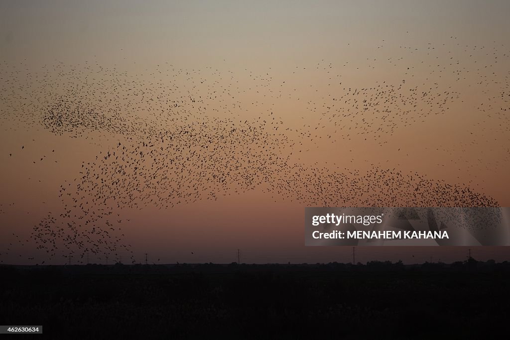 ISRAEL-BIRDS-STARLINGS