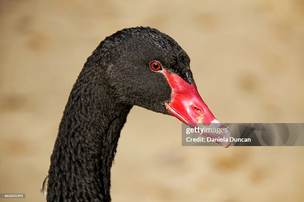 Black Swan portrait