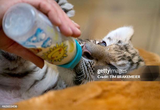 Keeper bottle-feeds baby tiger Alisha on February 2, 2015 at the Tierpark zoo in Berlin. Alisha and two siblings were born on December 10, 2014 at...