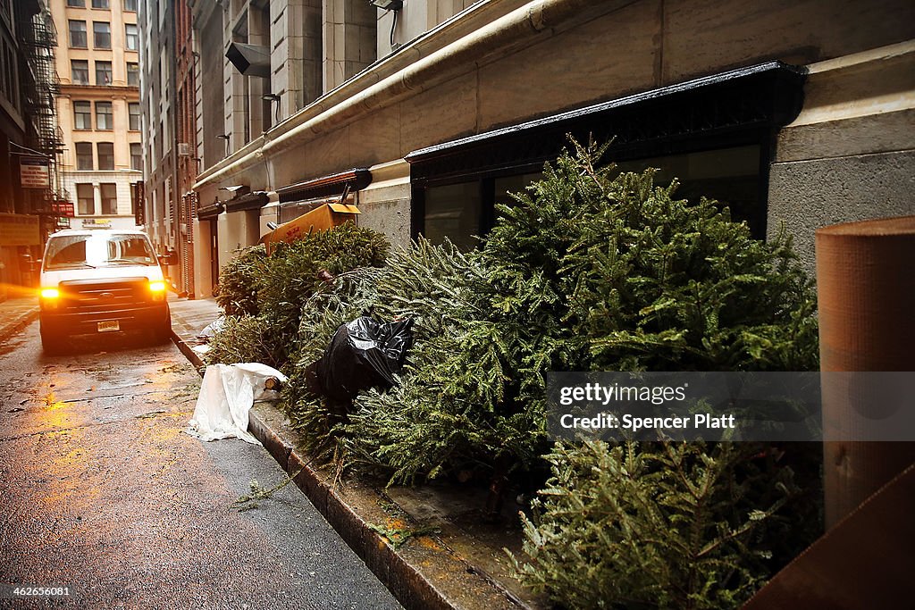 Discarded Christmas Trees Await Collection From City For Mulching