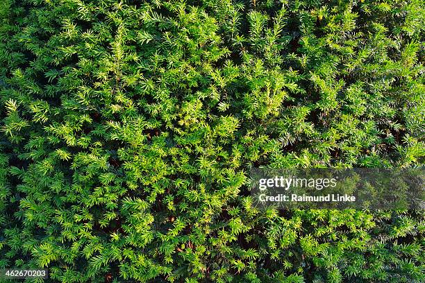 yew needles - yew needles stock pictures, royalty-free photos & images