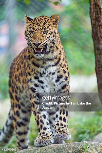 leopardess looking a bit angry - amur leopard stock pictures, royalty-free photos & images