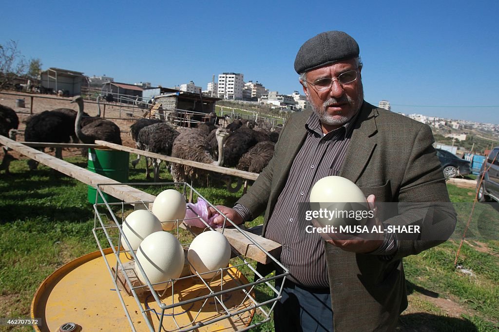 PALESTINIAN-ISRAEL-AGRICULTURE-ECONOMY-LIVESTOCK