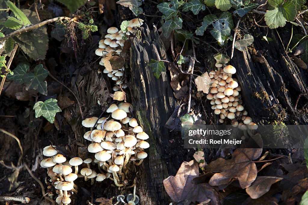 Tree-stump with sulpher tuft mushrooms