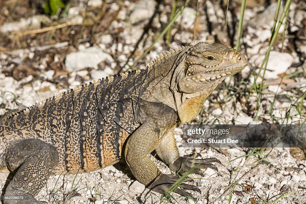 Iguana, Cuba