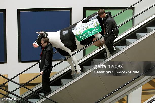 Two men transport a fake cow on an escalator as part of the preparations for the agricultural fair "Gruene Woche" in Berlin, Germany on January 15,...