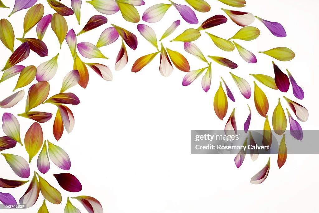 Wave of colourful petals on white