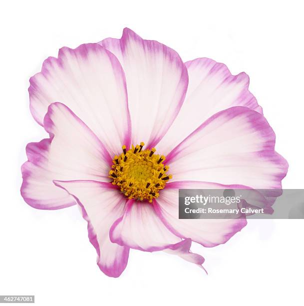 beautiful dainty pink cosmos flower - flor del cosmos fotografías e imágenes de stock