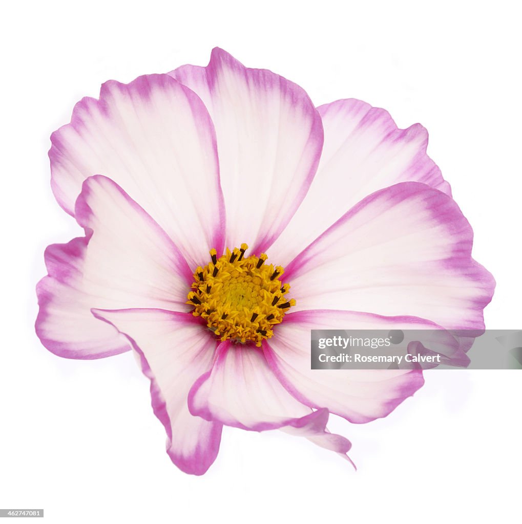 Beautiful dainty pink cosmos flower