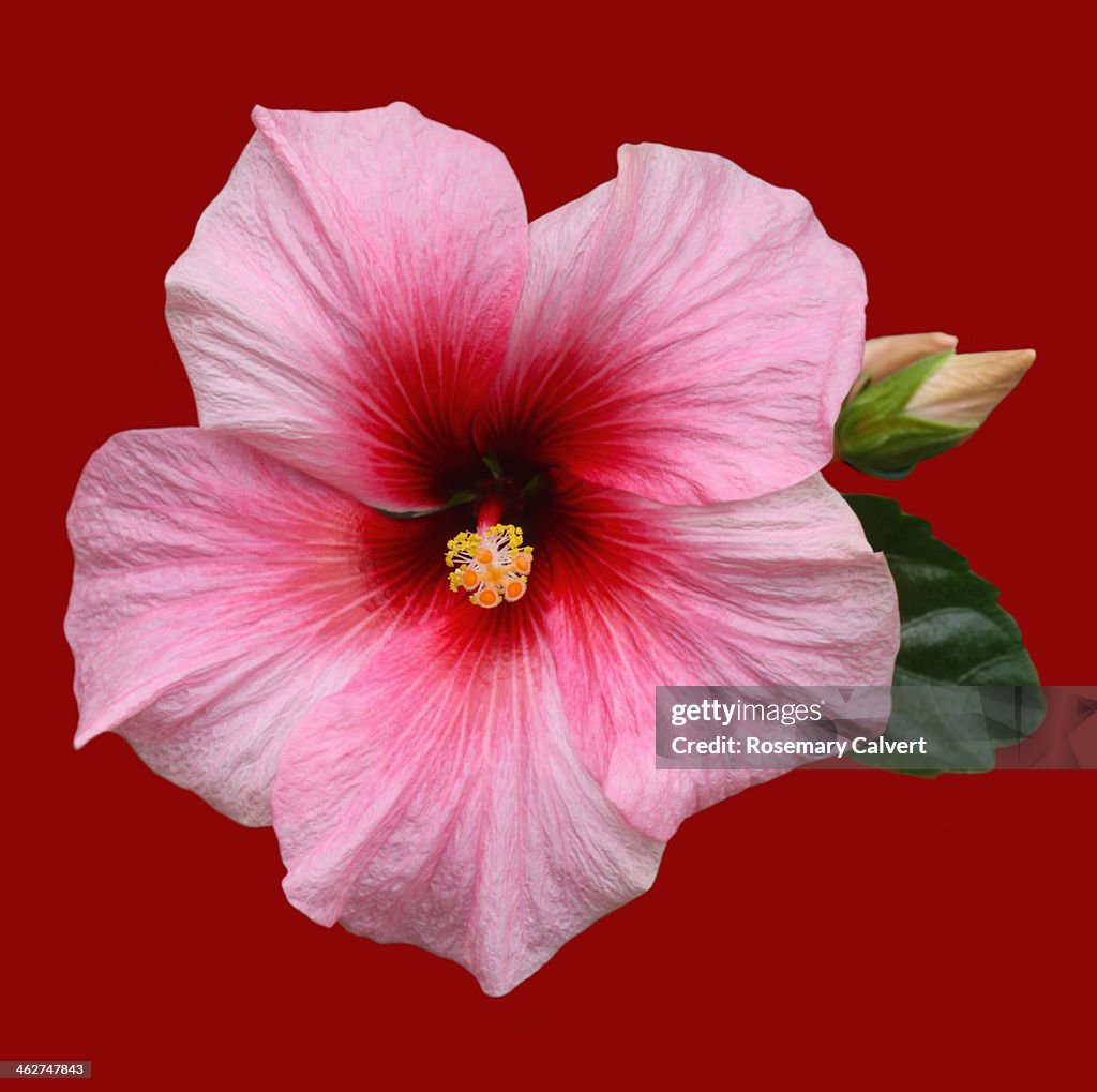 Pink hibiscus flower on red background