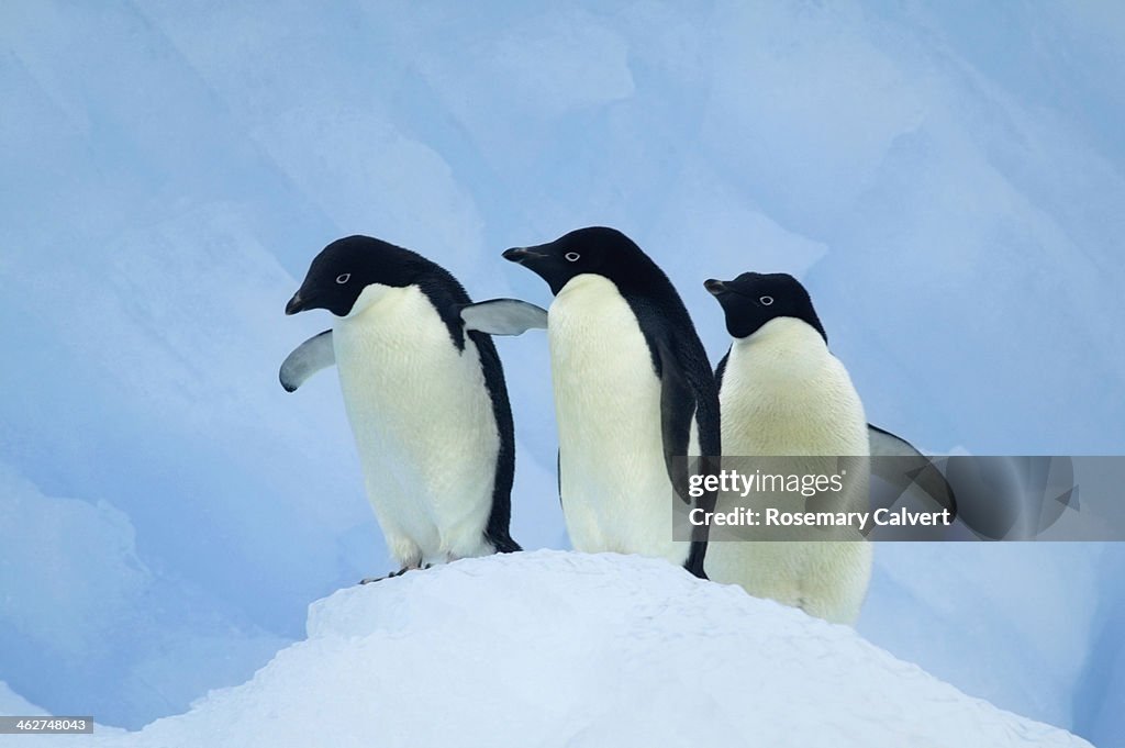 Adelie penguins on iceberg